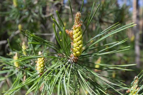A flowering branch of a pine tree in the forest. Selective focus Fotos de archivo