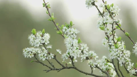 Flowering branch plum tree and insects. Close-up Stock Footage 90036503