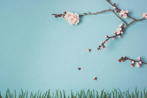 Flowering branch of a plum tree . View from above. Foto stock