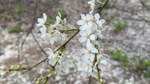 A flowering branch of a plum tree in the wind Stock Footage 273567596