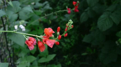 Flowering branch of red beans 動画素材 51723986