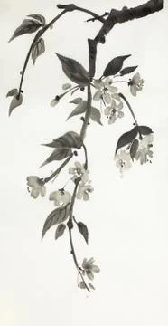 Flowering branch of sakura Illustrazione stock