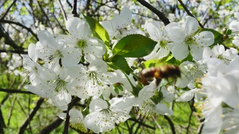 A flowering branch in the spring forest and a bee studying a flower on the b Vídeos de archivo 271665089