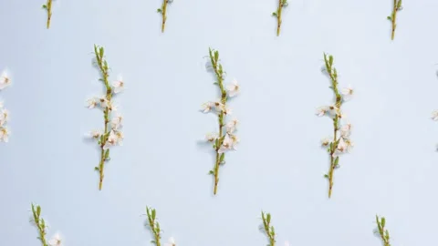 Flowering branch of a spring tree lies as a pattern on a pastel blue background 스톡 동영상 159582710