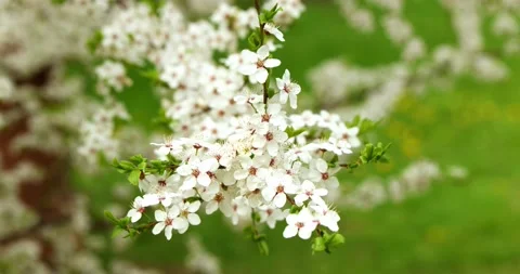 Flowering branch in spring in the wind. Slow motion Stock Footage 153408366