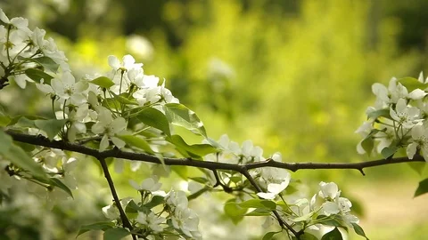Flowering branch is swaying in the wind Stock Footage 89744752