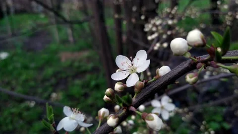 Flowering branch sways in the wind Stock Footage 239744395