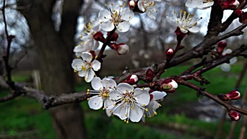 Flowering branch sways in the wind Stock Footage 239744664