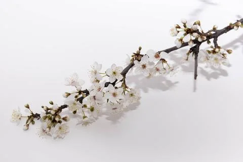 Flowering branch from a tree Foto stock