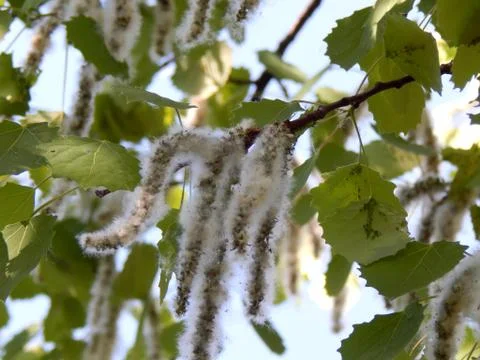Flowering branches of alder tree Stock Photos