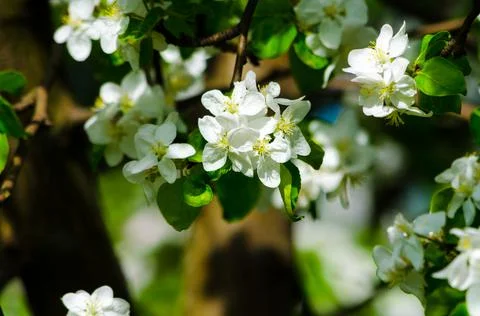 Flowering branches of an apple tree on a background of trees Stock Photos