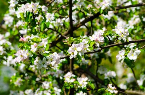 Flowering branches of an apple tree on a background of trees Stock Photos