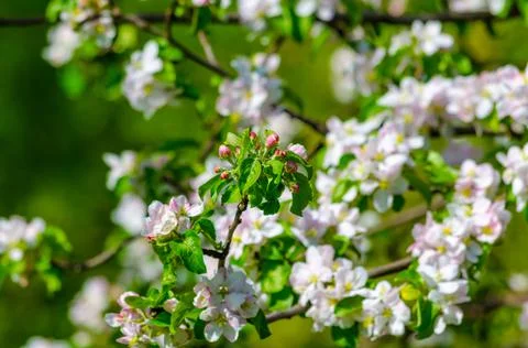 Flowering branches of an apple tree on a background of trees Stock Photos