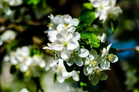 Flowering branches of an apple tree on a background of trees Stock-Fotos