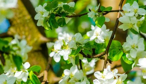 Flowering branches of an apple tree on a background of trees Stock Photos