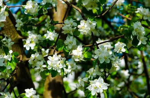 Flowering branches of an apple tree on a background of trees Stock Photos