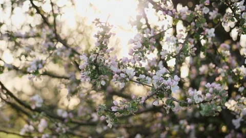 Flowering branches of apple tree Stock Footage 89281330