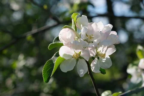 Flowering branches of an apple tree Stock Photos