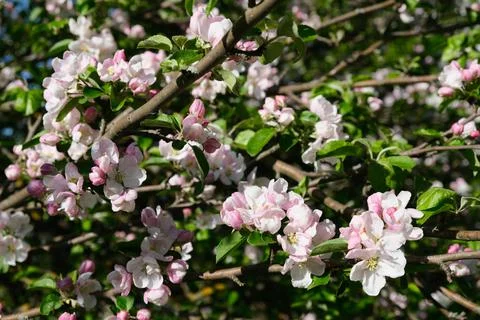 Flowering branches of an apple tree Stock Photos