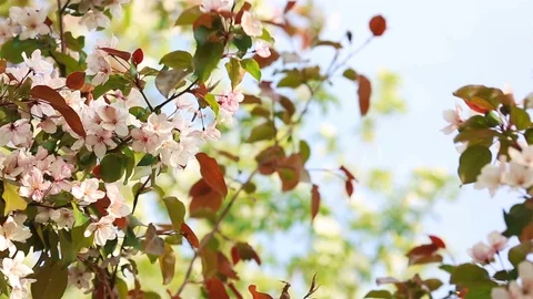 Flowering branches of apple trees and blue sky. Stock Footage 108731267