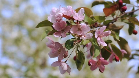 Flowering branches of apple trees and blue sky. Stock Footage 108731306