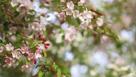 Flowering branches of apple trees and blue sky. Stock Footage 108731819