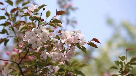 Flowering branches of apple trees and blue sky. Stock Footage 108731840