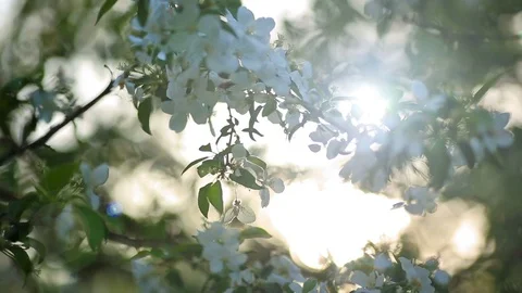 Flowering branches of apple trees and sun's rays. Stock Footage 108731988