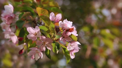 Flowering branches of apple trees. Stock Footage 108731148