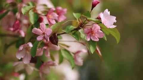 Flowering branches of apple trees. Stock Footage 108731285
