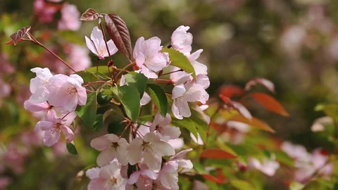 Flowering branches of apple trees. Stock Footage 108731346