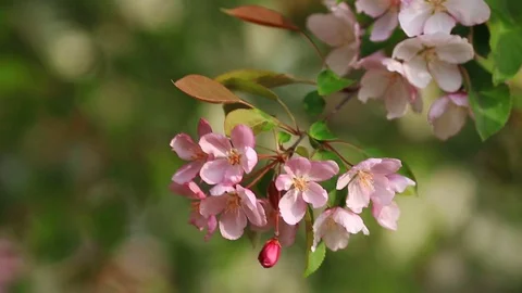 Flowering branches of apple trees. Stock Footage 108731766
