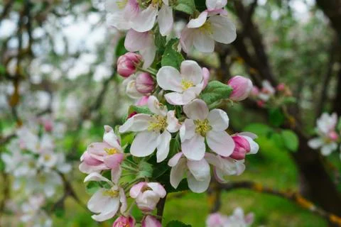 Flowering branches of apple trees, in a rustic garden. Stock Photos