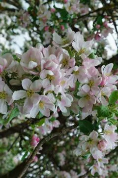 Flowering branches of apple trees, in a rustic garden. Stock Photos