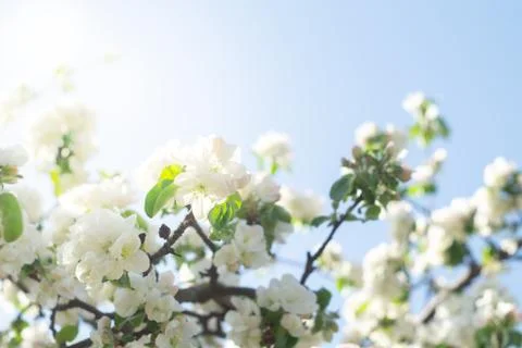 Flowering branches of apple trees in the spring Stock Photos