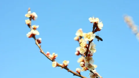 Flowering branches of apricots. close-up. Video stock 127704762