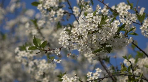 Flowering branches on a background of flowers and plans  Stock Footage 68873358
