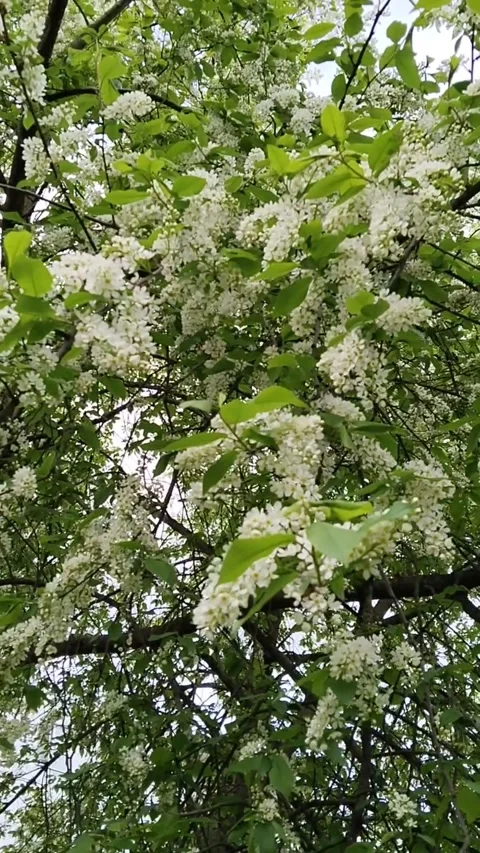 Flowering branches of bird cherry. Spring aroma. Allergy. White flowers. Prunus Stock Footage 309536020