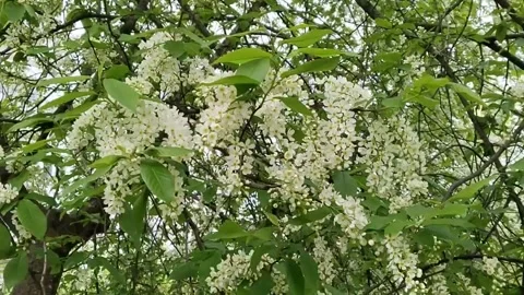 Flowering branches of bird cherry. Spring aroma. Allergy. White flowers. Prunus Stock Footage 309540248