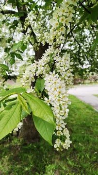Flowering branches of bird cherry. Spring aroma. Allergy. White flowers. Stock Photos