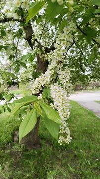 Flowering branches of bird cherry. Spring aroma. Allergy. White flowers. Stock Photos
