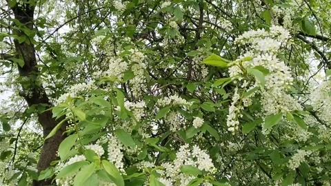 Flowering branches of bird cherry tree sway in wind. Spring aroma. Allergy. Stock Footage 308016848
