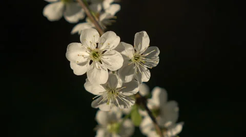 Flowering branches on a black background Stock Footage 68918241