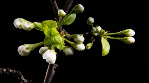 Flowering branches on a black background Stock Footage 106809321