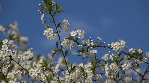Flowering branches on blue sky background Stock Footage 68864900