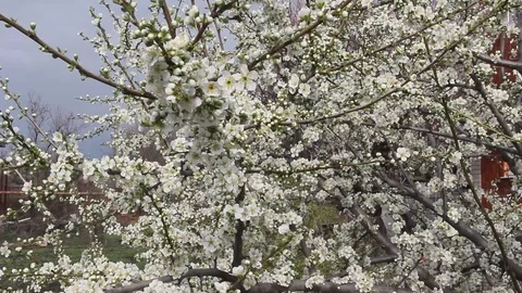 Flowering branches of cherry plum spring Video stock 100887331