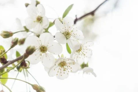 Flowering branches of cherry in spring Stock Photos