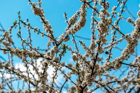 Flowering branches of cherry on a sunny spring day. Stock Photos