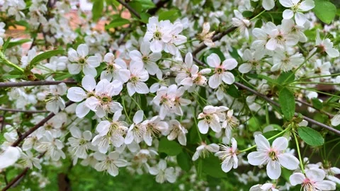Flowering branches of cherry sway in a light spring wind Stock Footage 130254329