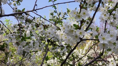 Flowering branches of the cherry tree Stock Footage 188577259